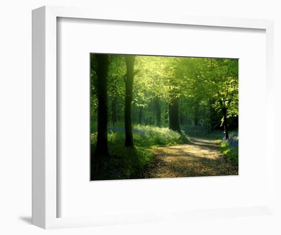 Track Leading Through Lanhydrock Beech Woodland with Bluebells in Spring, Cornwall, UK-Ross Hoddinott-Framed Photographic Print