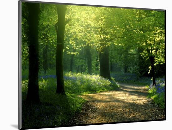 Track Leading Through Lanhydrock Beech Woodland with Bluebells in Spring, Cornwall, UK-Ross Hoddinott-Mounted Photographic Print