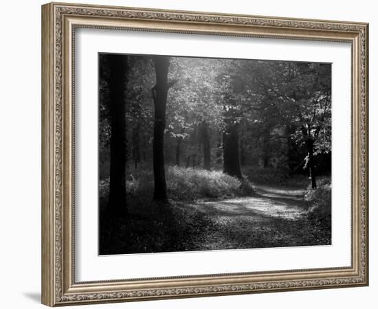 Track Leading Through Lanhydrock Beech Woodland with Bluebells in Spring, Cornwall, UK-Ross Hoddinott-Framed Photographic Print