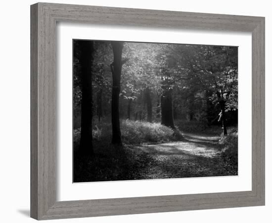 Track Leading Through Lanhydrock Beech Woodland with Bluebells in Spring, Cornwall, UK-Ross Hoddinott-Framed Photographic Print