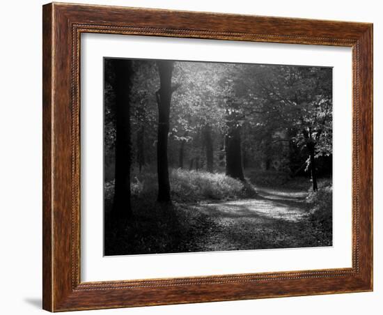 Track Leading Through Lanhydrock Beech Woodland with Bluebells in Spring, Cornwall, UK-Ross Hoddinott-Framed Photographic Print