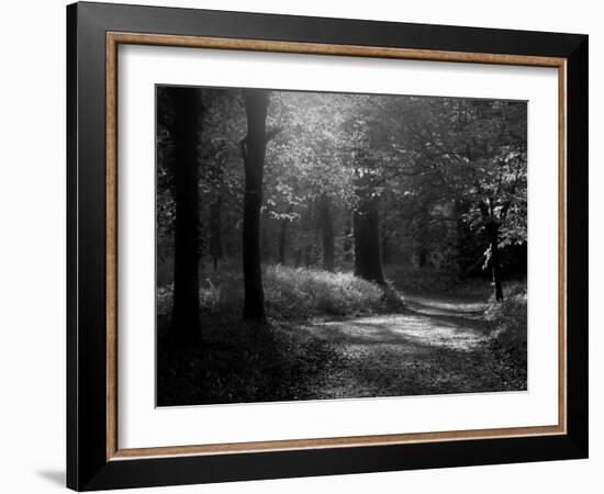 Track Leading Through Lanhydrock Beech Woodland with Bluebells in Spring, Cornwall, UK-Ross Hoddinott-Framed Photographic Print