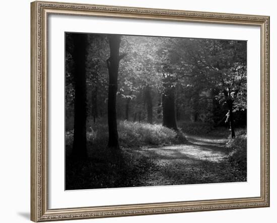 Track Leading Through Lanhydrock Beech Woodland with Bluebells in Spring, Cornwall, UK-Ross Hoddinott-Framed Photographic Print