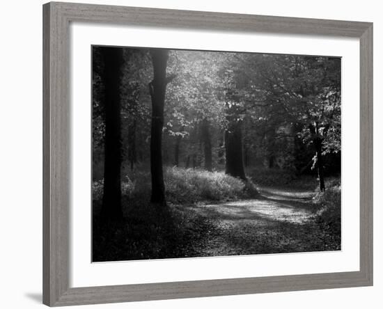 Track Leading Through Lanhydrock Beech Woodland with Bluebells in Spring, Cornwall, UK-Ross Hoddinott-Framed Photographic Print