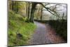 Track Through Woodland Near Grange, Borrowdale, Lake District National Park, Cumbria, England, UK-Mark Sunderland-Mounted Photographic Print