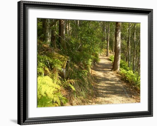 Track to Kondalilla Falls, Kondalilla National Park, Sunshine Coast, Queensland, Australia-David Wall-Framed Photographic Print