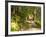 Track to Kondalilla Falls, Kondalilla National Park, Sunshine Coast, Queensland, Australia-David Wall-Framed Photographic Print