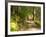 Track to Kondalilla Falls, Kondalilla National Park, Sunshine Coast, Queensland, Australia-David Wall-Framed Photographic Print