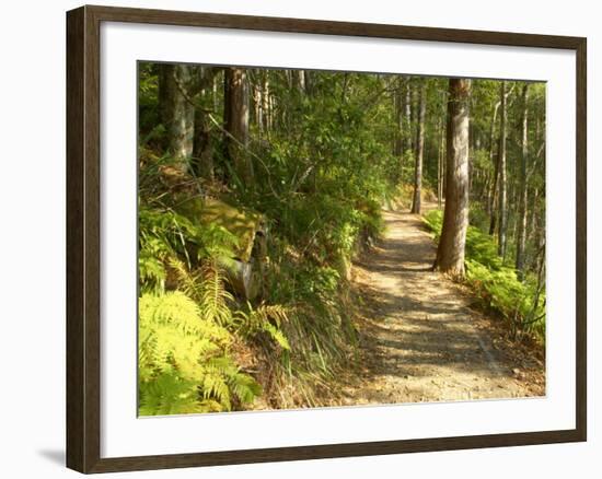 Track to Kondalilla Falls, Kondalilla National Park, Sunshine Coast, Queensland, Australia-David Wall-Framed Photographic Print