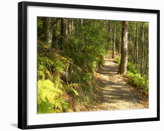 Track to Kondalilla Falls, Kondalilla National Park, Sunshine Coast, Queensland, Australia-David Wall-Framed Photographic Print