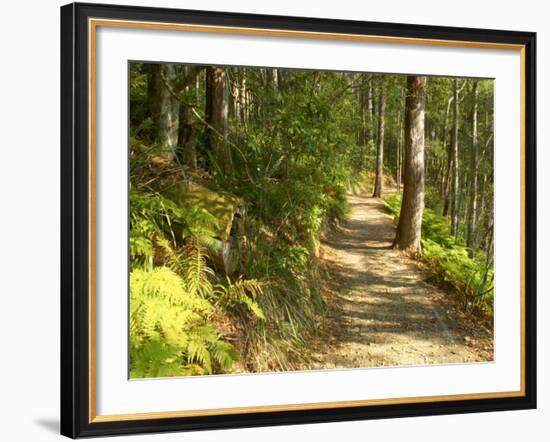 Track to Kondalilla Falls, Kondalilla National Park, Sunshine Coast, Queensland, Australia-David Wall-Framed Photographic Print