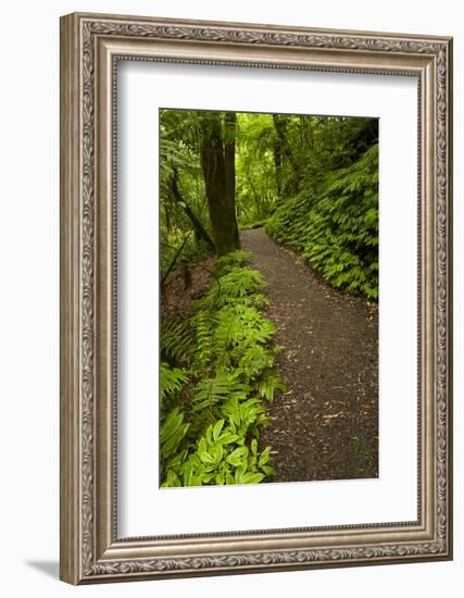 Track to Mangapohue Natural Bridge, Waitomo District, Waikato, North Island, New Zealand-David Wall-Framed Photographic Print