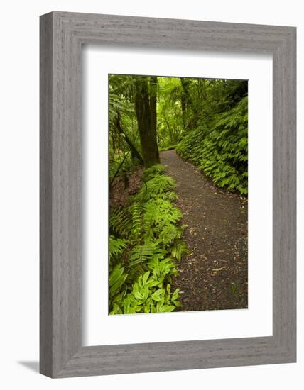 Track to Mangapohue Natural Bridge, Waitomo District, Waikato, North Island, New Zealand-David Wall-Framed Photographic Print