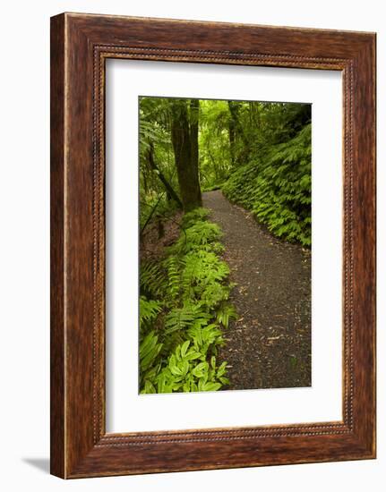 Track to Mangapohue Natural Bridge, Waitomo District, Waikato, North Island, New Zealand-David Wall-Framed Photographic Print