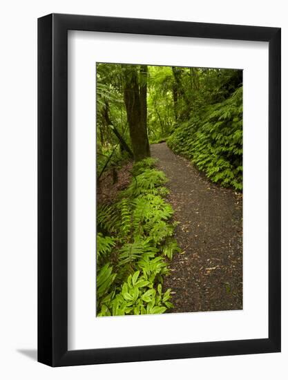 Track to Mangapohue Natural Bridge, Waitomo District, Waikato, North Island, New Zealand-David Wall-Framed Photographic Print