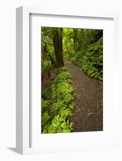 Track to Mangapohue Natural Bridge, Waitomo District, Waikato, North Island, New Zealand-David Wall-Framed Photographic Print