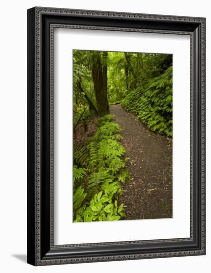 Track to Mangapohue Natural Bridge, Waitomo District, Waikato, North Island, New Zealand-David Wall-Framed Photographic Print