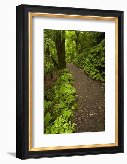 Track to Mangapohue Natural Bridge, Waitomo District, Waikato, North Island, New Zealand-David Wall-Framed Photographic Print