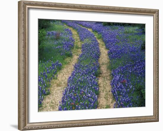 Tracks in Bluebonnets, near Marble Falls, Texas, USA-Darrell Gulin-Framed Photographic Print