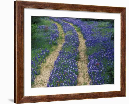 Tracks in Bluebonnets, near Marble Falls, Texas, USA-Darrell Gulin-Framed Photographic Print