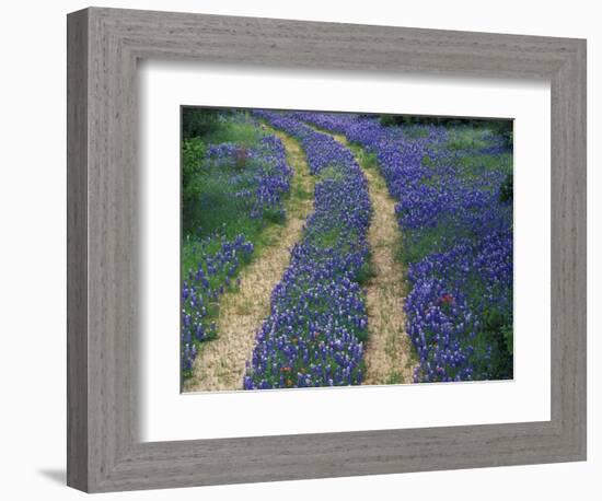 Tracks in Bluebonnets, near Marble Falls, Texas, USA-Darrell Gulin-Framed Photographic Print