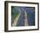 Tracks in Bluebonnets, near Marble Falls, Texas, USA-Darrell Gulin-Framed Photographic Print