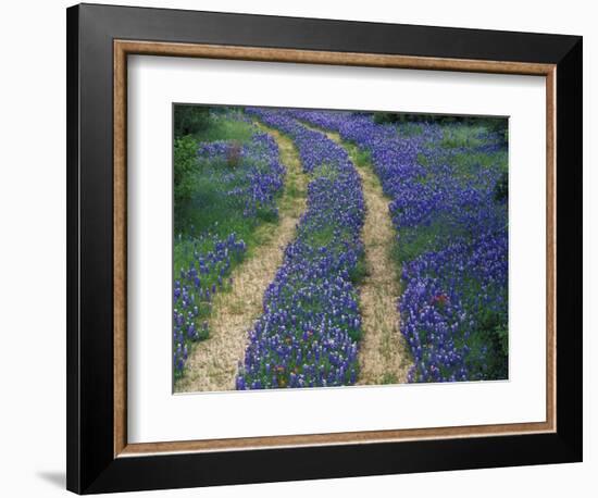 Tracks in Bluebonnets, near Marble Falls, Texas, USA-Darrell Gulin-Framed Photographic Print