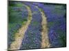 Tracks in Bluebonnets, near Marble Falls, Texas, USA-Darrell Gulin-Mounted Photographic Print