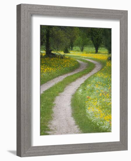 Tracks in Field of Coreopsis Wildflowers Near Brenham, Texas, USA-Darrell Gulin-Framed Photographic Print