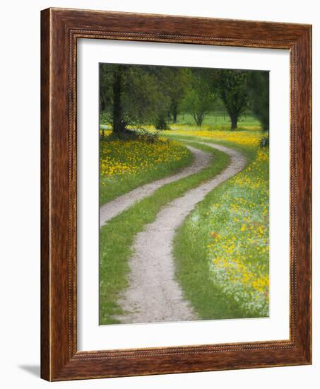 Tracks in Field of Coreopsis Wildflowers Near Brenham, Texas, USA-Darrell Gulin-Framed Photographic Print