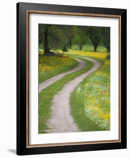 Tracks in Field of Coreopsis Wildflowers Near Brenham, Texas, USA-Darrell Gulin-Framed Photographic Print