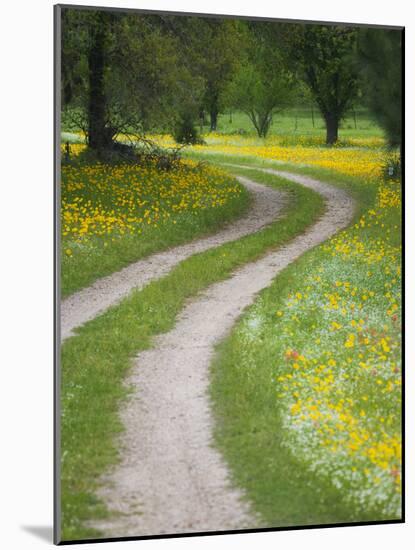 Tracks in Field of Coreopsis Wildflowers Near Brenham, Texas, USA-Darrell Gulin-Mounted Photographic Print