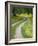 Tracks in Field of Coreopsis Wildflowers Near Brenham, Texas, USA-Darrell Gulin-Framed Photographic Print