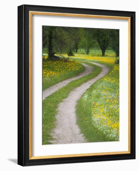 Tracks in Field of Coreopsis Wildflowers Near Brenham, Texas, USA-Darrell Gulin-Framed Photographic Print