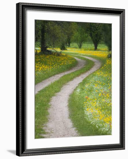 Tracks in Field of Coreopsis Wildflowers Near Brenham, Texas, USA-Darrell Gulin-Framed Photographic Print