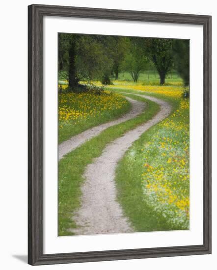 Tracks in Field of Coreopsis Wildflowers Near Brenham, Texas, USA-Darrell Gulin-Framed Photographic Print