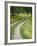 Tracks in Field of Coreopsis Wildflowers Near Brenham, Texas, USA-Darrell Gulin-Framed Photographic Print