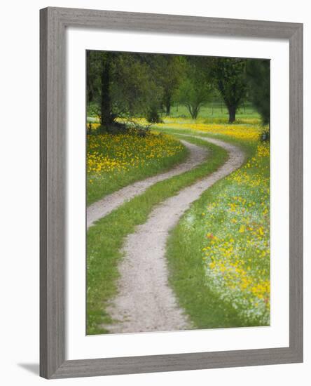 Tracks in Field of Coreopsis Wildflowers Near Brenham, Texas, USA-Darrell Gulin-Framed Photographic Print