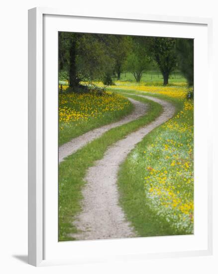 Tracks in Field of Coreopsis Wildflowers Near Brenham, Texas, USA-Darrell Gulin-Framed Photographic Print