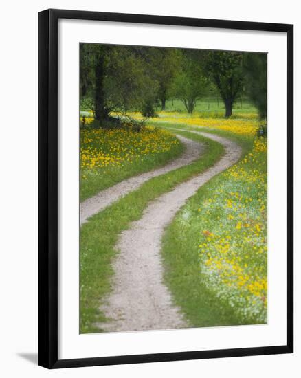 Tracks in Field of Coreopsis Wildflowers Near Brenham, Texas, USA-Darrell Gulin-Framed Photographic Print