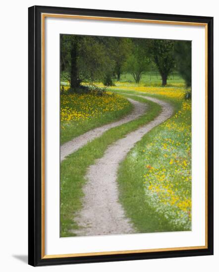 Tracks in Field of Coreopsis Wildflowers Near Brenham, Texas, USA-Darrell Gulin-Framed Photographic Print