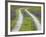 Tracks Leading Through a Wildflower Field, Texas, USA-Julie Eggers-Framed Photographic Print