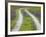 Tracks Leading Through a Wildflower Field, Texas, USA-Julie Eggers-Framed Photographic Print