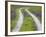 Tracks Leading Through a Wildflower Field, Texas, USA-Julie Eggers-Framed Photographic Print