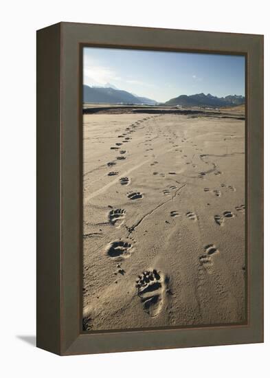 Tracks of a Grizzly Bear Family in the Mud Flats of Alsek Lake in Glacier Bay National Park, Alaska-Justin Bailie-Framed Premier Image Canvas