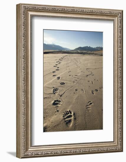 Tracks of a Grizzly Bear Family in the Mud Flats of Alsek Lake in Glacier Bay National Park, Alaska-Justin Bailie-Framed Photographic Print