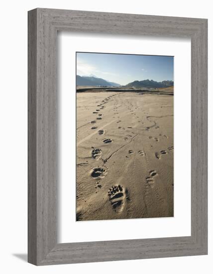 Tracks of a Grizzly Bear Family in the Mud Flats of Alsek Lake in Glacier Bay National Park, Alaska-Justin Bailie-Framed Photographic Print