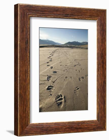 Tracks of a Grizzly Bear Family in the Mud Flats of Alsek Lake in Glacier Bay National Park, Alaska-Justin Bailie-Framed Photographic Print