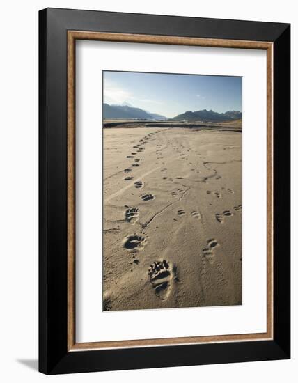 Tracks of a Grizzly Bear Family in the Mud Flats of Alsek Lake in Glacier Bay National Park, Alaska-Justin Bailie-Framed Photographic Print