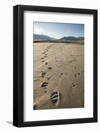 Tracks of a Grizzly Bear Family in the Mud Flats of Alsek Lake in Glacier Bay National Park, Alaska-Justin Bailie-Framed Photographic Print